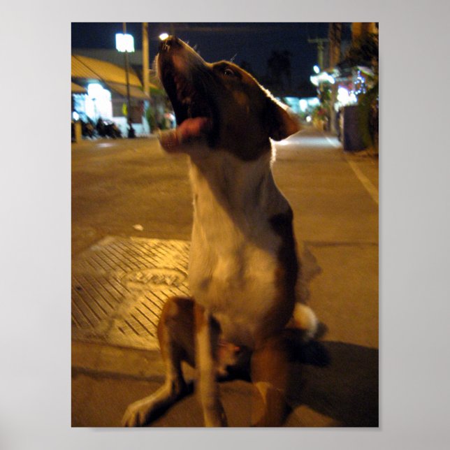 Póster Pee Mai ... Soi Dog, Thailand (Frente)