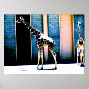 Póster Peeing Giraffe