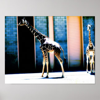 Póster Peeing Giraffe