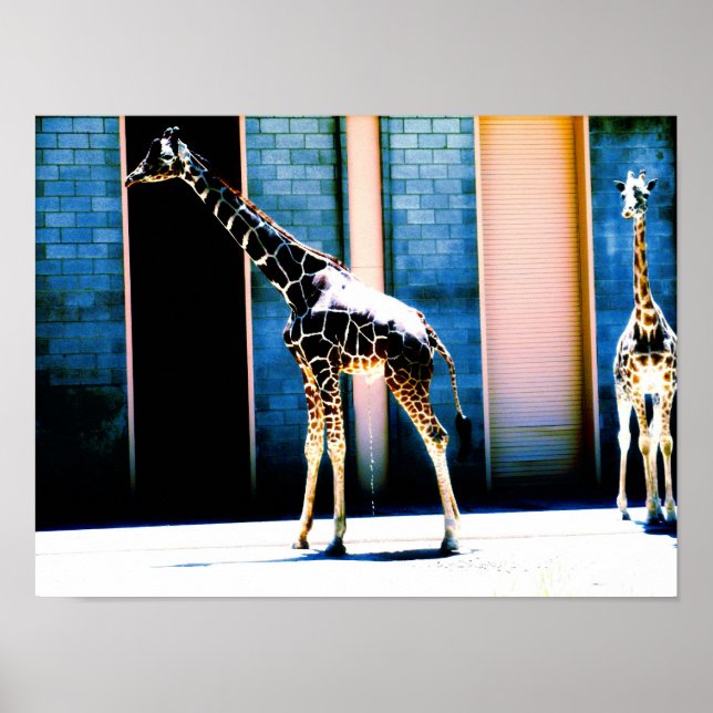 Póster Peeing Giraffe (Frente)