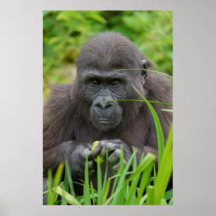 Póster Peek-a-Boo con Baby Gorilla