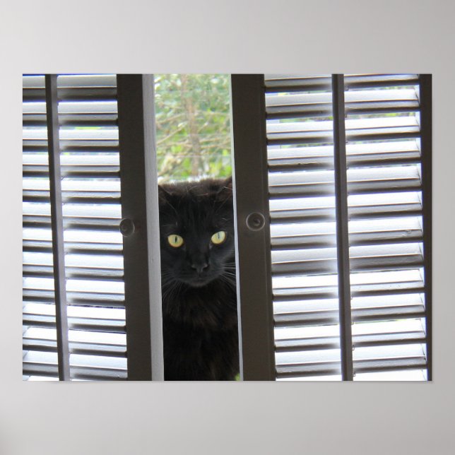 Póster Peek-a-Boo Kitty, un gato en el Poster de la venta (Frente)