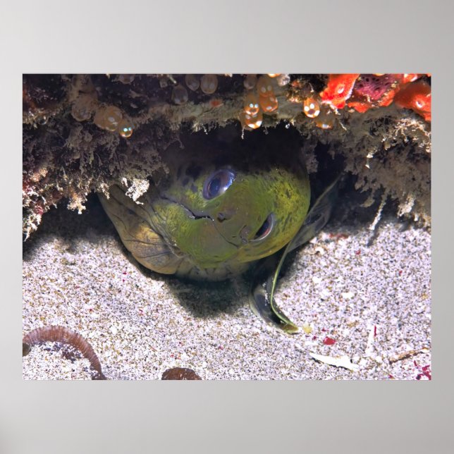 Póster Peek a Boo Moray (Frente)