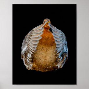 Póster Peekaboo Duck