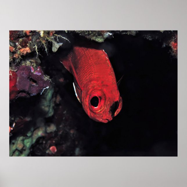 Póster Peeke Cardinalfish (Frente)
