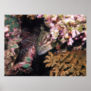 Póster Peeking Grouper
