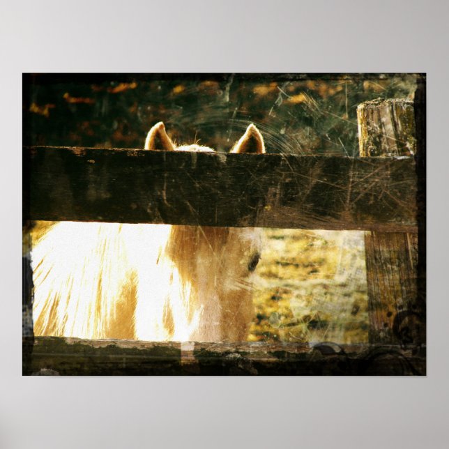 Póster Peeking Palomino (Frente)