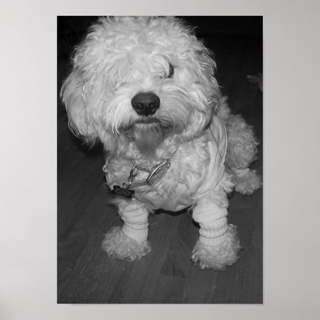 Póster Peep (Frente)