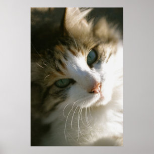 Póster Peep the Calico Tiger Cat