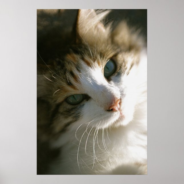 Póster Peep the Calico Tiger Cat (Frente)