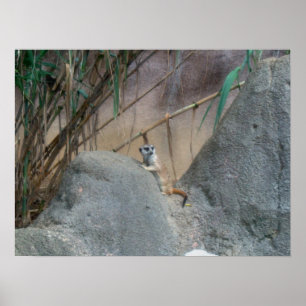 Póster Peerkat Meerkat