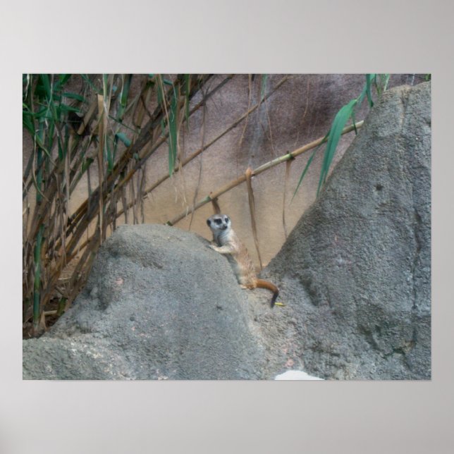 Póster Peerkat Meerkat (Frente)