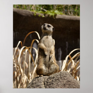 Póster Pega de Meerkat