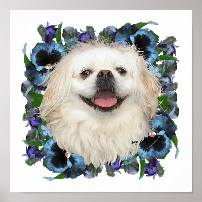 Póster Pekinés blanco con pensamientos (Frente)