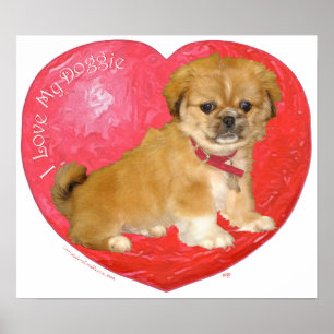 Póster Pekingese / Shih Tzu Mix Día de San Valentín