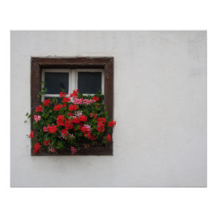 Póster Pelargonio Rojo Y Rosa