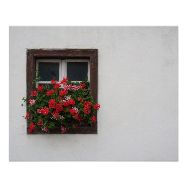 Póster Pelargonio Rojo Y Rosa (Anverso)