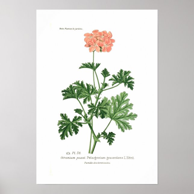 Póster Pelargonium graveolens (Frente)