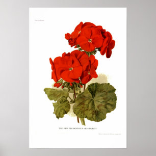 Póster Pelargonium 'His Majesty"