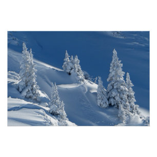Póster Peleas evergreen cubiertas con nieve de invierno