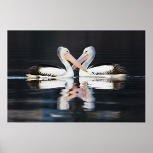 Póster Pelecanus australiano Conspicillatus de los