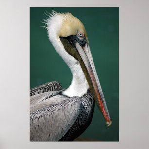 Póster Pelican