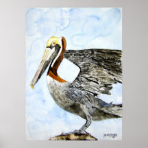 pelican_4_bird