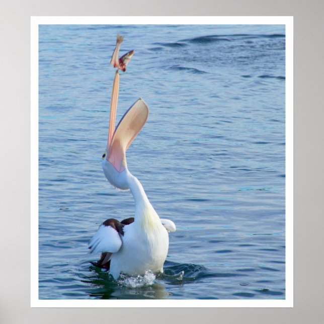 Póster Pelican atrapando un pez (Frente)