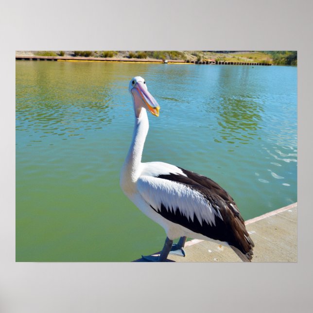 Póster Pelican Back Chat, Poster de pared (Frente)