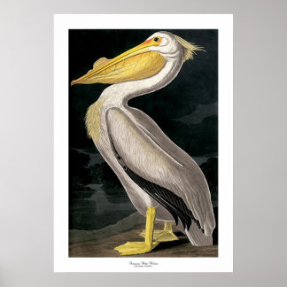 Póster Pelican blanco estadounidense por John James Audub