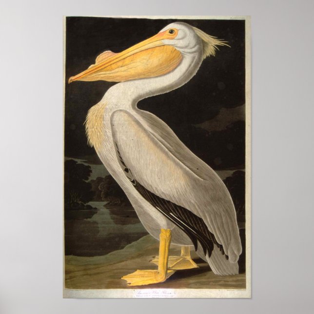 Póster Pelican blanco, John James Audubon (Frente)