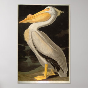 Póster Pelican blanco, John James Audubon