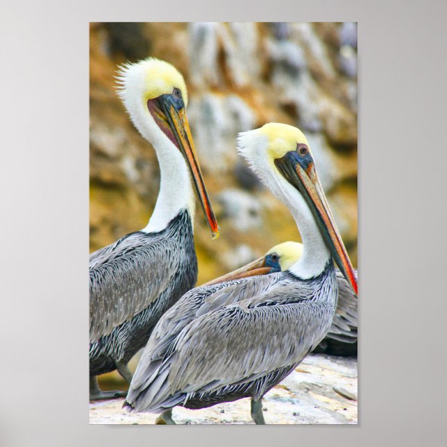 PÓSTER PELICAN BOGO COVE (Frente)
