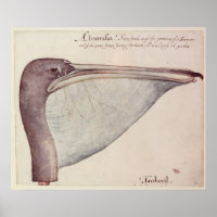 Pelican, c.1590