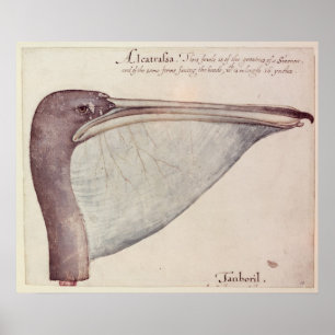 Póster Pelican, c.1590