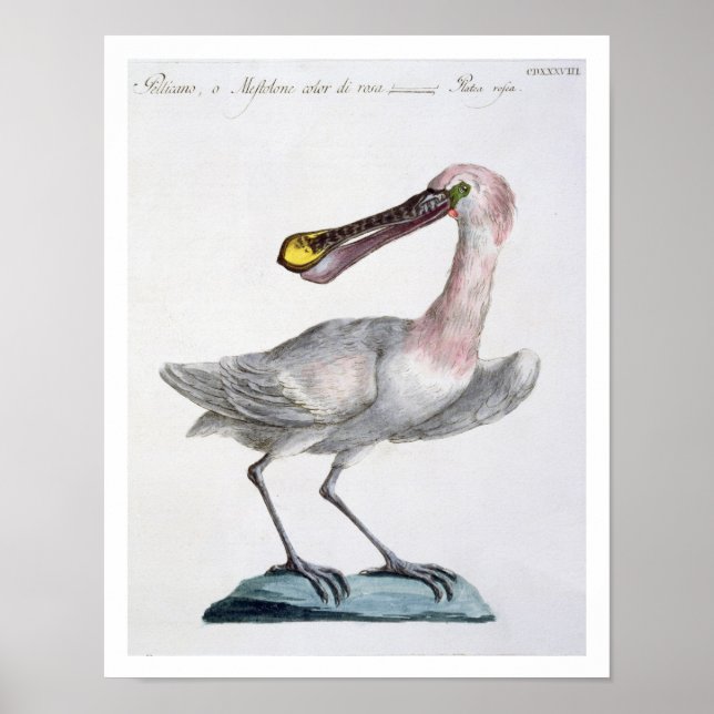 Póster Pelican, c.1767-76 (grabado a mano) (Frente)