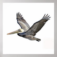 Pelican Clear