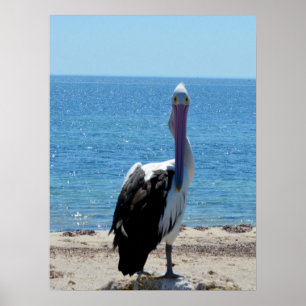 Póster Pelican Con La "Mirada", Poster