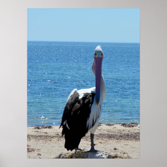 Póster Pelican Con La "Mirada", Poster (Frente)