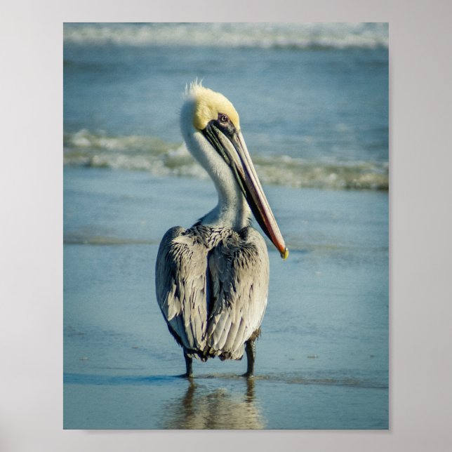 Póster Pelican en la imagen de un Poster de Florida Beach (Frente)