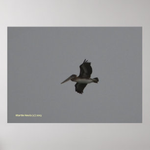 Póster Pelican en Miramar