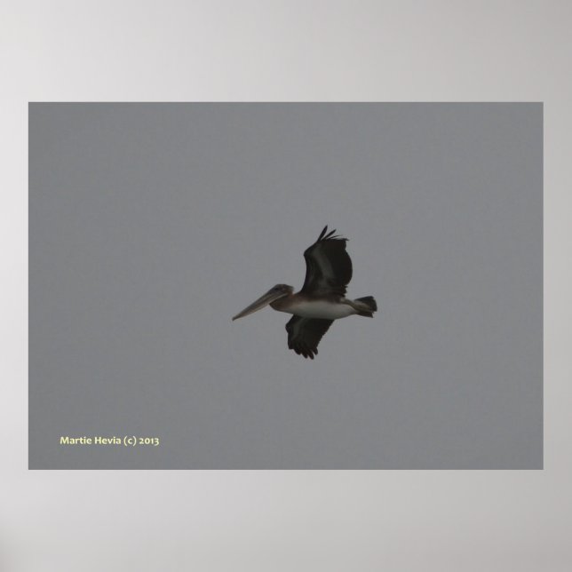 Póster Pelican en Miramar (Frente)