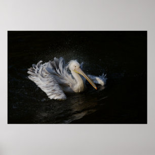 Póster Pelican en movimiento