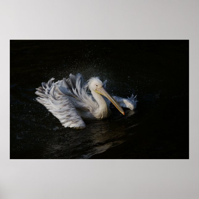 Póster Pelican en movimiento (Frente)