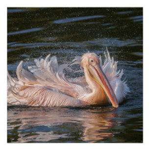 Póster Pelican en movimiento