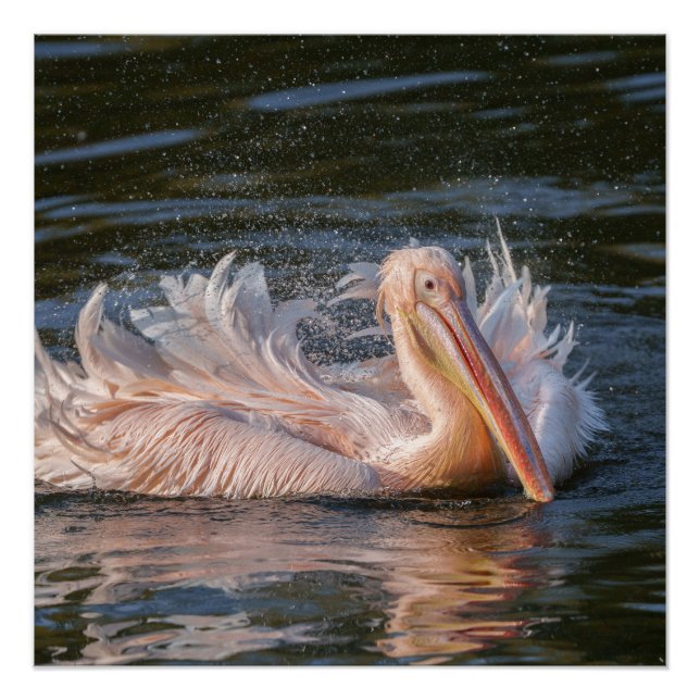 Póster Pelican en movimiento (Anverso)