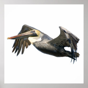 Póster Pelican en poster de vuelo