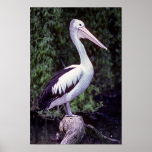 Póster Pelican en una rama, Tasmania - Australia