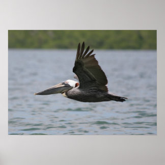 Póster Pelican en vuelo