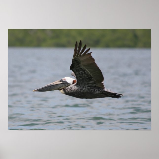 Póster Pelican en vuelo (Frente)